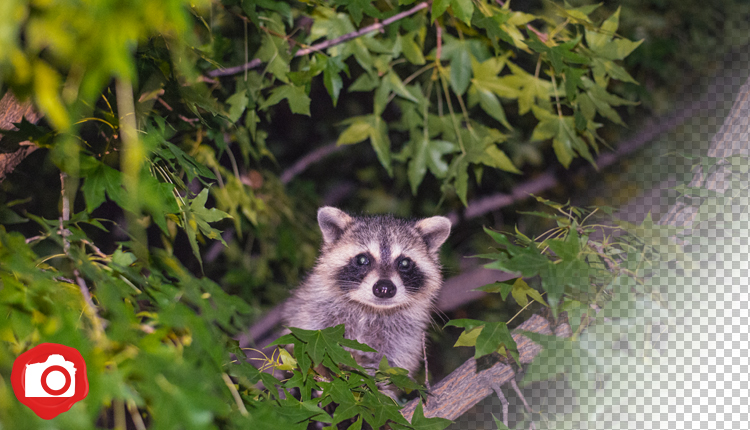 racoon fort worth water garden